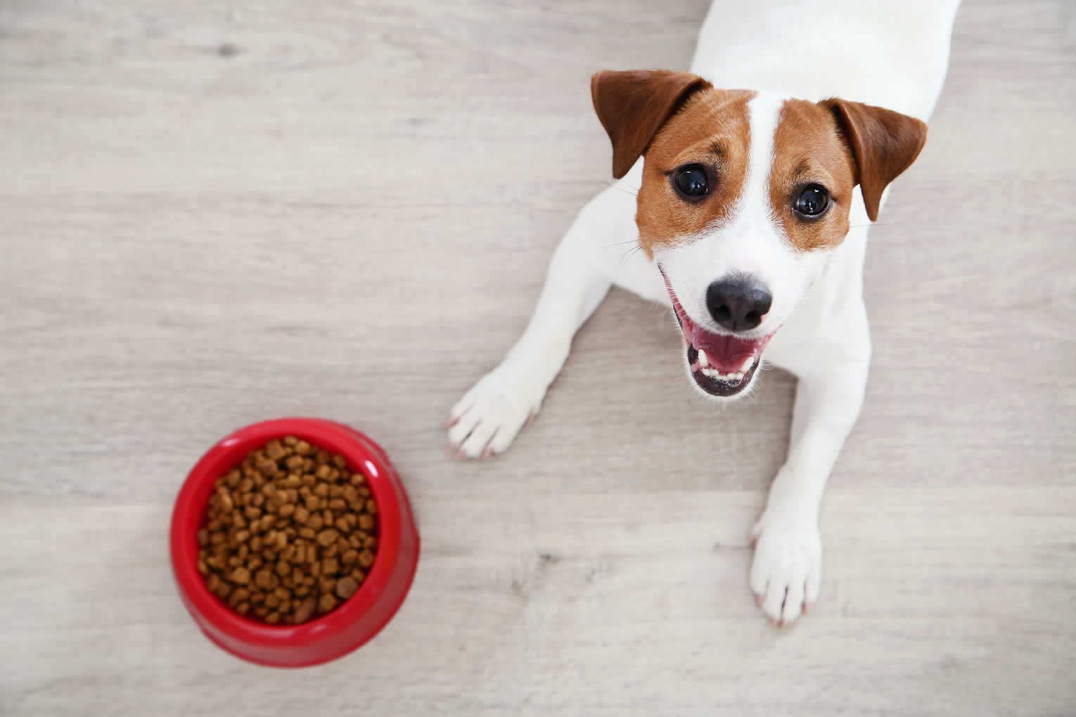 HOME Sustainable Pet Foods